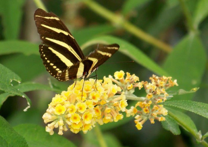 Black and yellow butterfly meaning - Akshreet