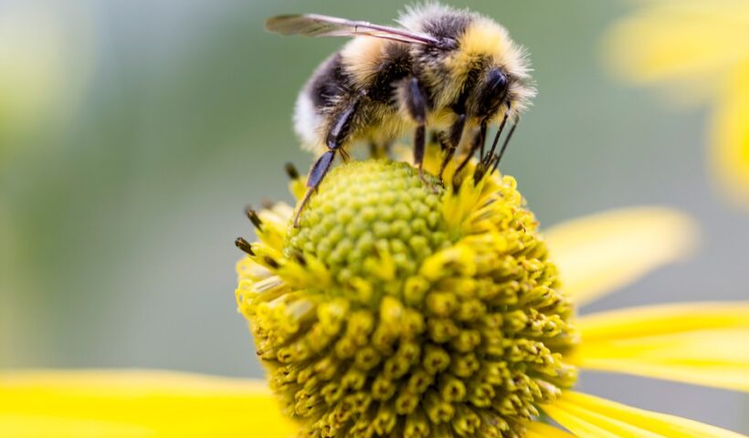 Spiritual Meaning of a Bumblebee