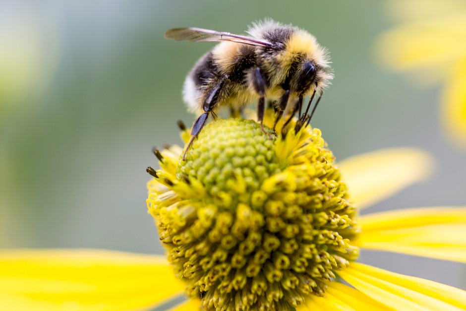 Spiritual Meaning of a Bumblebee