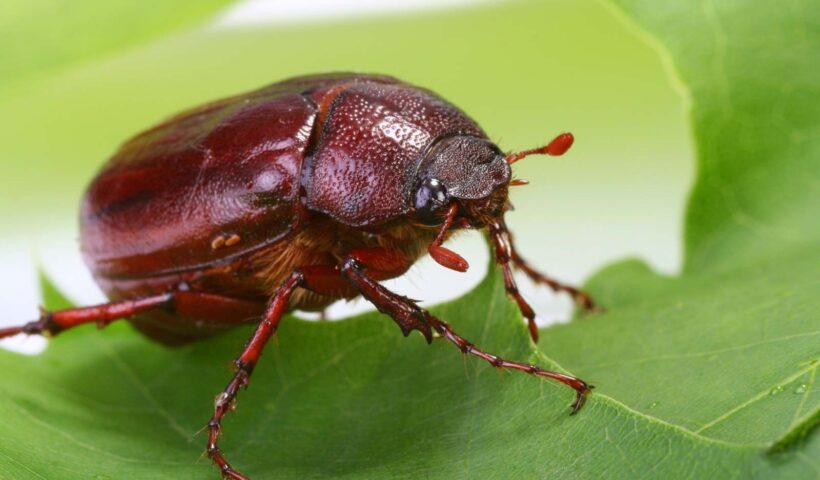 Spiritual Significance of June Bugs