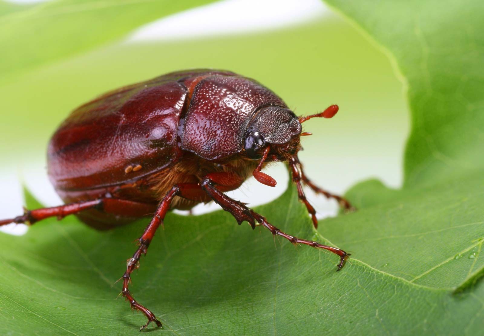 Spiritual Significance of June Bugs